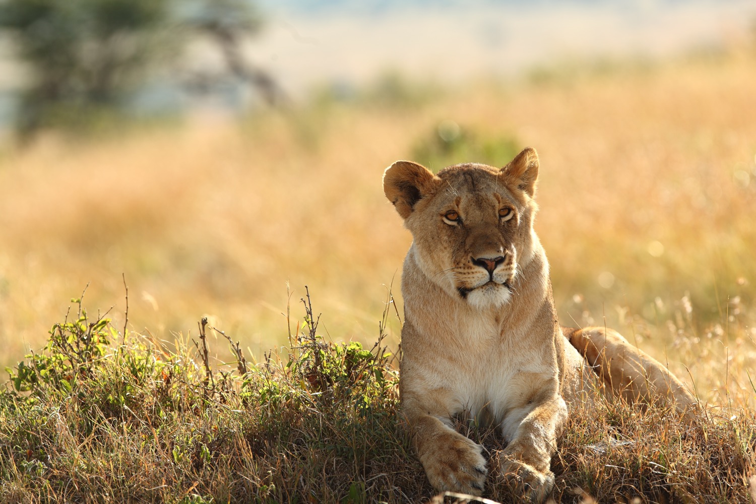 Screenshot 2021-10-13-at-08.04.53